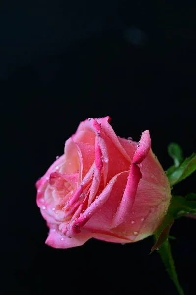 Helle Rose Auf Schwarzem Hintergrund — Stockfoto