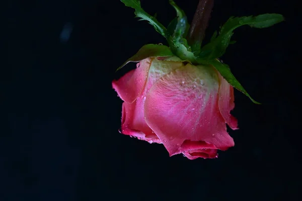 stock image bright  rose on a black background