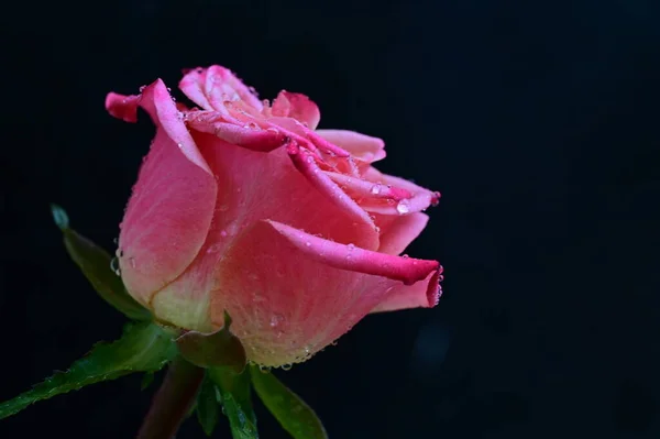 Jasna Róża Czarnym Tle — Zdjęcie stockowe