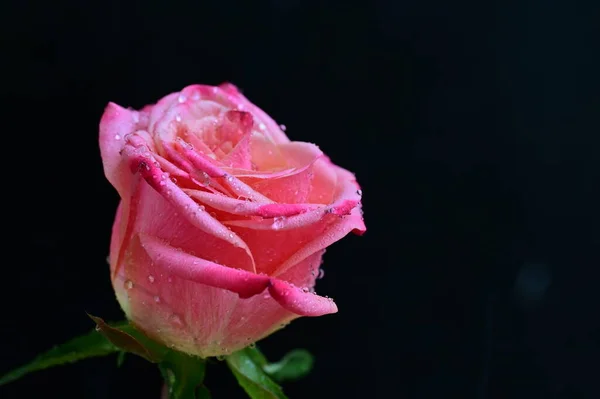 Bright Rose Black Background — Stock Photo, Image