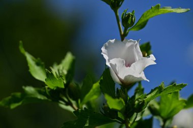 Doğadaki beyaz çiçek, flora