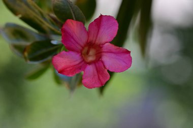 Bahçede yetişen güzel pembe çiçekler, bitki örtüsü ve doğa.