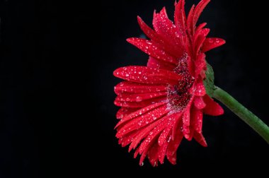 Siyah arkaplanda parlak gerbera