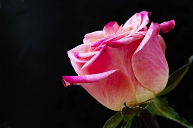 Siyah arkaplanda güzel bir gül