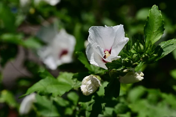 Bellissimo Fiore Che Cresce Giardino Flora Natura — Foto Stock
