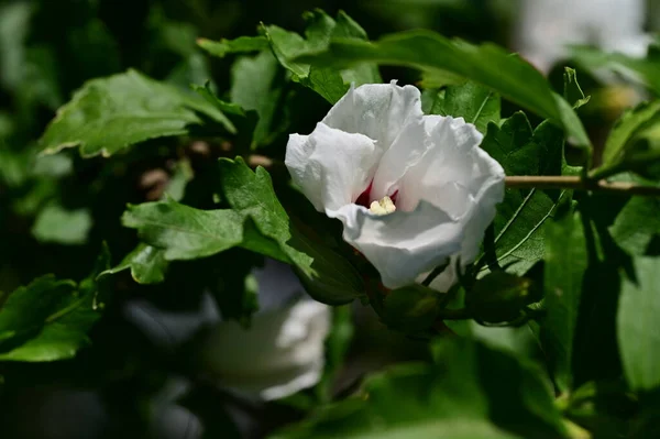White Flower Nature Flora — Stock Photo, Image