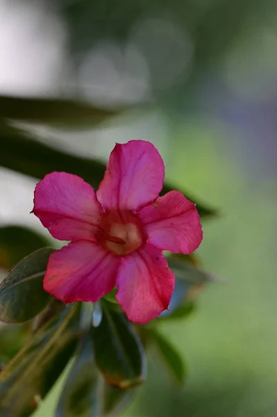Прекрасні Рожеві Квіти Саду Флорі Природі — стокове фото