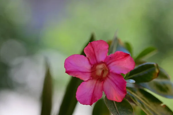Gyönyörű Rózsaszín Virágok Nőnek Kertben Növény Természet — Stock Fotó