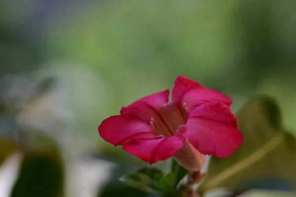 Krásné Růžové Květy Rostoucí Zahradě Flóra Příroda — Stock fotografie