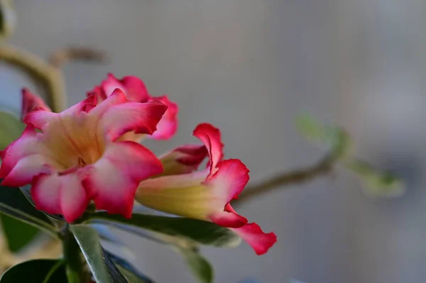 园中生长着美丽的粉红色花朵 植物和自然 — 图库照片