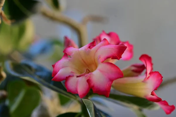 园中生长着美丽的粉红色花朵 植物和自然 — 图库照片