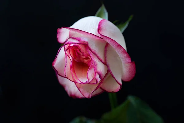 美しいバラが黒を背景に — ストック写真
