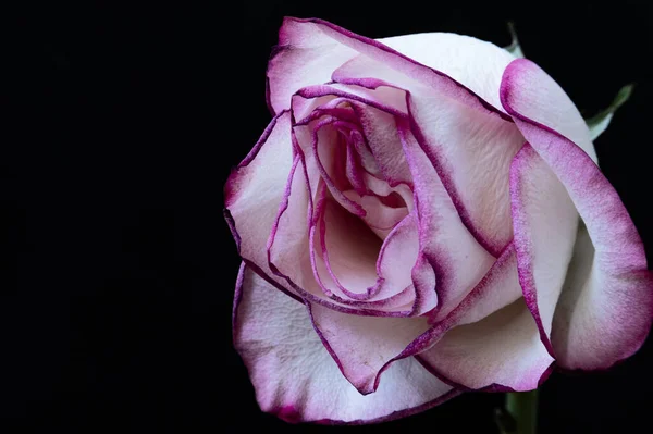 Piękna Róża Czarnym Tle — Zdjęcie stockowe