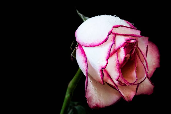 beautiful  rose on black background