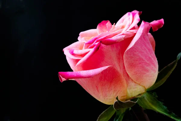 Krásná Růže Černém Pozadí — Stock fotografie