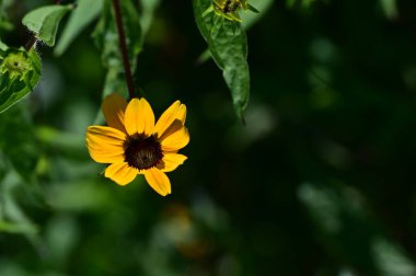Bahçedeki güzel sarı çiçekler
