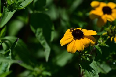 Bahçedeki çiçekte bir arı 