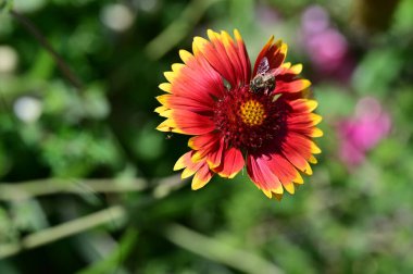 Bahçedeki çiçekte bir arı 