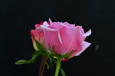 Siyah arka planda güzel pembe güller
