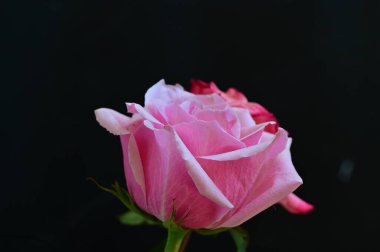 Siyah arka planda güzel pembe güller