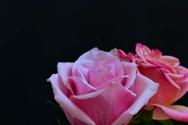 Siyah arka planda güzel pembe güller