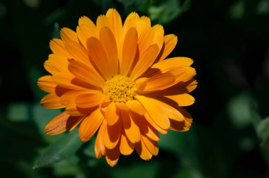 Bahçedeki güzel sarı çiçekler