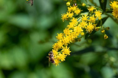 Bahçedeki çiçeklerin üzerinde oturan böcekler.