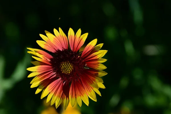 Piękny Kwiat Rośnie Ogrodzie Florze Przyrodzie — Zdjęcie stockowe