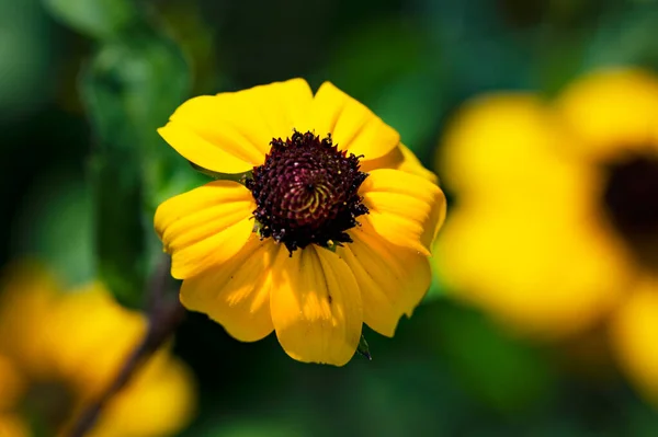 stock image beautiful yellow flowers in the garden