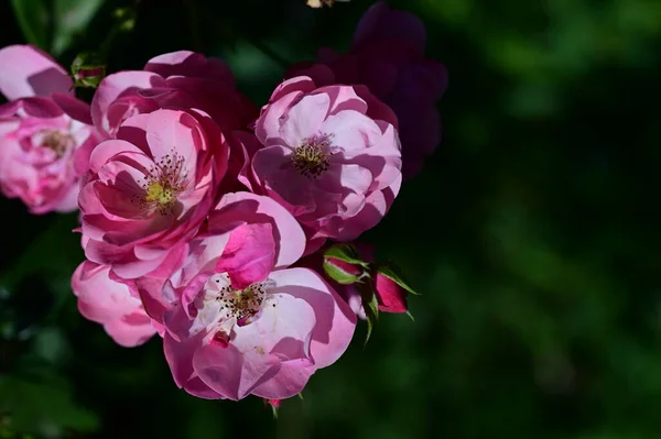 Όμορφα Ροζ Λουλούδια Που Αναπτύσσονται Στον Κήπο Χλωρίδα Και Φύση — Φωτογραφία Αρχείου