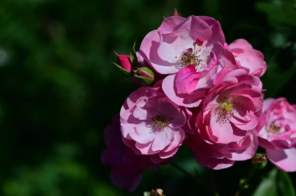 Όμορφα Ροζ Λουλούδια Που Αναπτύσσονται Στον Κήπο Χλωρίδα Και Φύση — Φωτογραφία Αρχείου