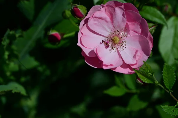 Lindas Flores Rosa Crescendo Jardim Flora Natureza — Fotografia de Stock