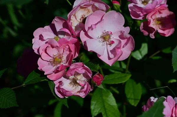 Hermosas Flores Rosadas Que Crecen Jardín Flora Naturaleza — Foto de Stock