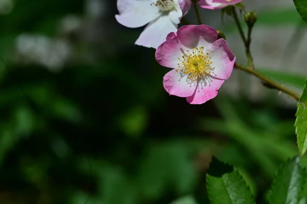 Gyönyörű Virágok Nőnek Kertben Flóra Természet — Stock Fotó