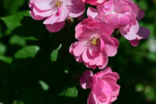 stock image beautiful pink flowers growing in the garden, flora and nature