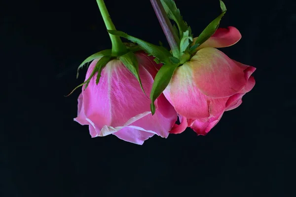 黒を背景に美しいピンクのバラ — ストック写真