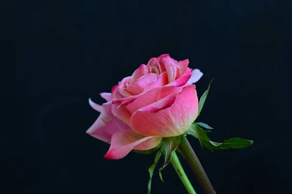 Красивые Розовые Розы Черном Фоне — стоковое фото