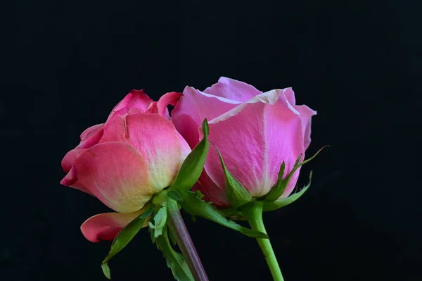 Belas Rosas Cor Rosa Fundo Preto — Fotografia de Stock