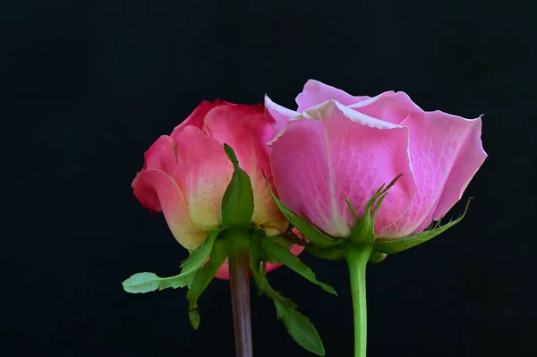 Belas Rosas Cor Rosa Fundo Preto — Fotografia de Stock