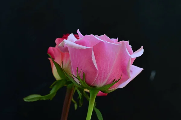 Mawar Merah Muda Yang Indah Dengan Latar Belakang Hitam — Stok Foto