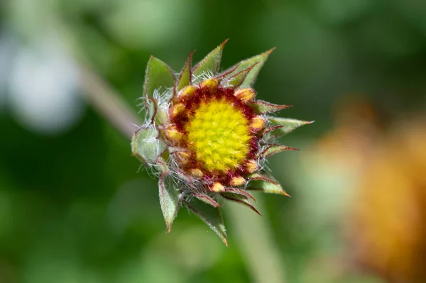 Прекрасна Квітка Саду Флорі Природі — стокове фото