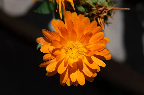 Wunderschöne Blume Garten Der Flora Und Der Natur — Stockfoto