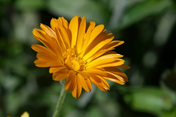 Gyönyörű Sárga Virágok Kertben — Stock Fotó