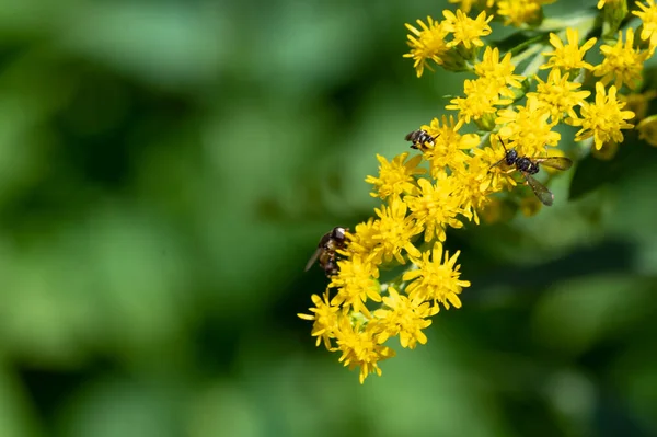 stock image insects  sitting on  flowers in the garden