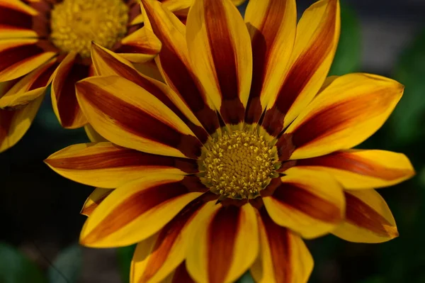 Gyönyörű Sárga Virágok Kertben — Stock Fotó