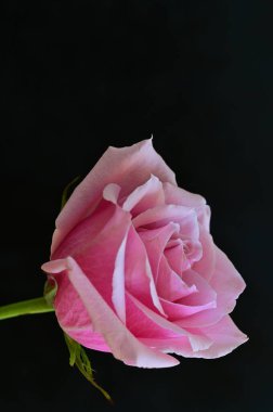 Siyah arka planda güzel pembe bir gül