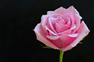 Siyah arka planda güzel pembe bir gül