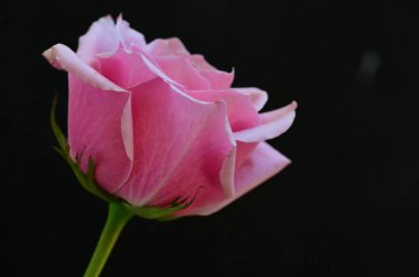 Siyah arka planda güzel pembe bir gül