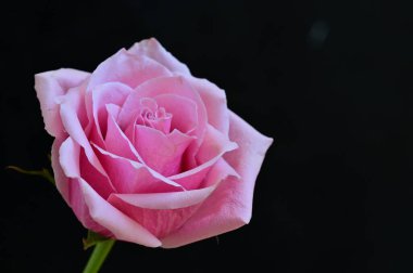 Siyah arka planda güzel pembe bir gül