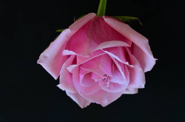 Siyah arka planda güzel pembe bir gül